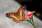 Butterfly brown peacock or scarlet peacock Female Anartia amathea feeding on Flower