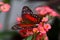 Butterfly brown peacock or scarlet peacock Male Anartia amathea