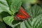 Butterfly brown peacock or scarlet peacock Male Anartia amathea feeding on Flower