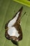 Butterfly brown and white with details in the wings base on leaf closeup