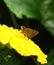 Butterfly Brown On yellow flowers