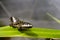 Butterfly with brush on green foliage.