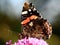 Butterfly on buddleia flower