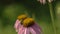 Butterfly and bumblebee on a Echinacea flower