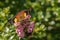 Butterfly and bumblebee taking nectar from pink flowers