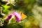 Butterfly on a burdock flower