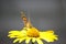 Butterfly burdock sitting on a yellow daisy flower close-up