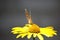 Butterfly burdock sitting on a yellow daisy flower close-up