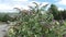 Butterfly Bush (Buddleia) in the breeze