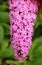 Butterfly bush Buddleja davidii blooming