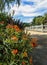 Butterfly Bush Fence on California Farm