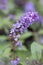 Butterfly Bush - Lo & Behold - Blue Chip Jr.