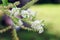 Butterfly bush white flower with blurred background