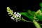 Butterfly bush white flower isolated on black background