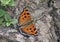 Butterfly busy to forage.