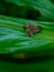 Butterfly butterflies green nature background