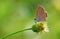 Butterfly,Butterflies,macro,Animasl,Stage,Detail,