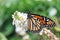 Butterfly on Butterfly Bush