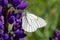 Butterfly cabbage on a beautiful violet flower gathers a tender sweet nectar