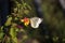 Butterfly of the cabbage perched on a garden flower