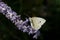Butterfly Cabbage White Feeding On Lavender Flower