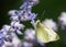 Butterfly Cabbage White  Feeding On Lavender Flower