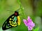 Butterfly, Cairns Birdwing in aviary