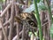 Butterfly, Caligo eurilochus sitting on a stem of the greenhouse in Leiden