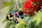 Butterfly on Calistemon Flower