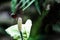 Butterfly on Calla Lily Flower With Copy Space