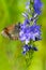 Butterfly called aricia allous sitting on Veronica flower plant with lots of tiny purple flowers. Vertical