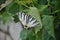 Butterfly called the scarce swallowtail. Iphiclides podalirius. butterfly on a flower. The scarce swallowtail butterfly. Stripe, s