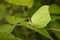 Butterfly camouflaged by leaf