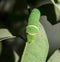 Butterfly Caterpillar Common Mormon