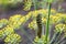 A butterfly caterpillar crawls on a dill bush