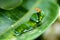 Butterfly caterpillar in a defensive posture, beauty in nature, animal