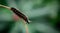 Butterfly caterpillar on a flower close up Malachite Caterpillar - Siproeta stelenes
