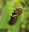 Butterfly Caterpillar - Golden Birdwing