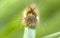 The butterfly caterpillar seen from the front. Focus on the head. The insect is walking on the grass.