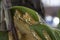 Butterfly caterpillar under green leaves the beginning of life