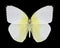 Butterfly Catopsilia pomona pommona f.hilaria male