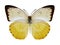 Butterfly Catopsilia scylla female