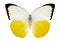 Butterfly Catopsilia scylla male