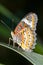 Butterfly caught on branches Very beautiful colors and patterns