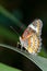 Butterfly caught on branches Very beautiful colors and patterns