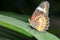 Butterfly caught on branches Very beautiful colors and patterns