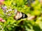 Butterfly caught on flower green blurry leaf background