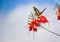 Butterfly caught red flowers in Blue sky background