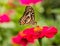 Butterfly caught red flowers in nature background.