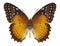 Butterfly Cethosia biblis